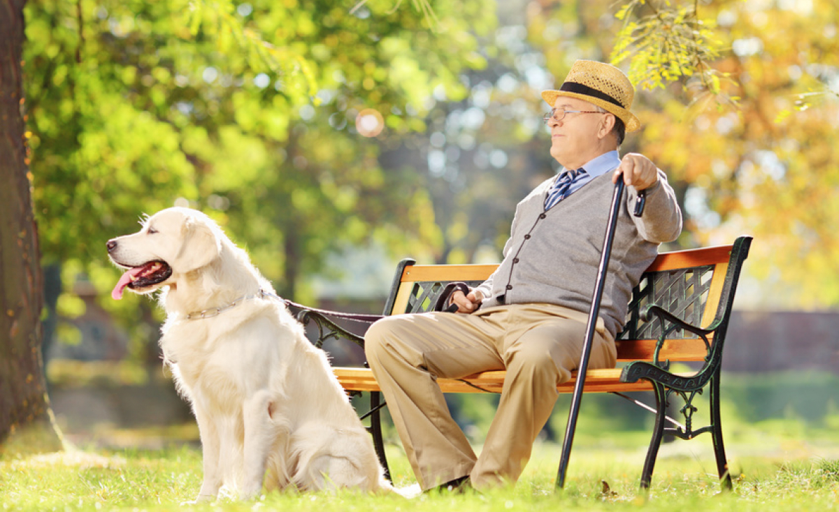 Illustration : "Protéger son chien du soleil"