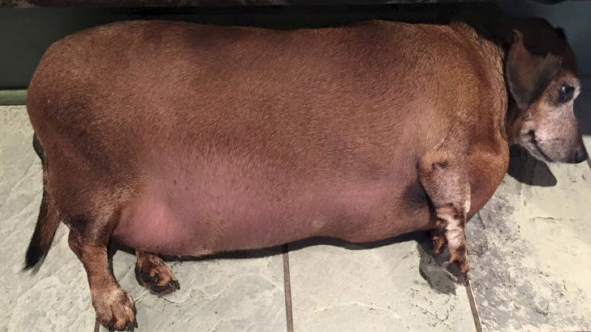 Illustration : "Ce Teckel texan a perdu plusieurs kilos après une obésité morbide qui l'empêchait de marcher ! "