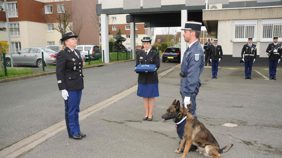 Illustration : "Gamin, le chien de la gendarmerie de Melun, reçoit la médaille de la défense nationale"