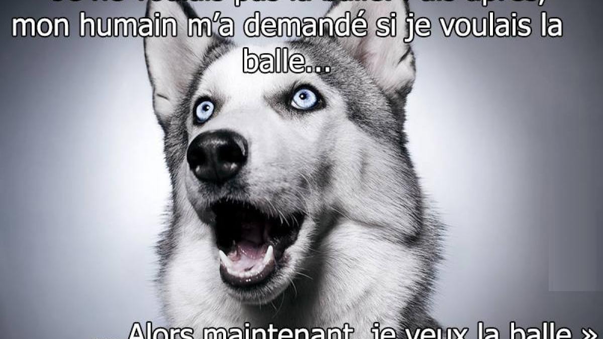 Illustration : "10 pensées traduisant les attitudes de votre chien !"