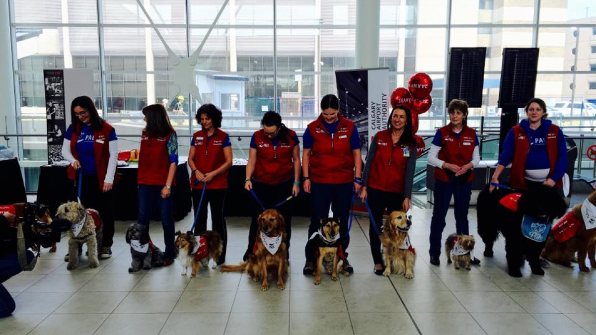 Illustration : "A l’aéroport de Calgary, les chiens sont là pour réconforter les passagers anxieux"