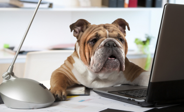 Illustration : "Amener son chien au travail"