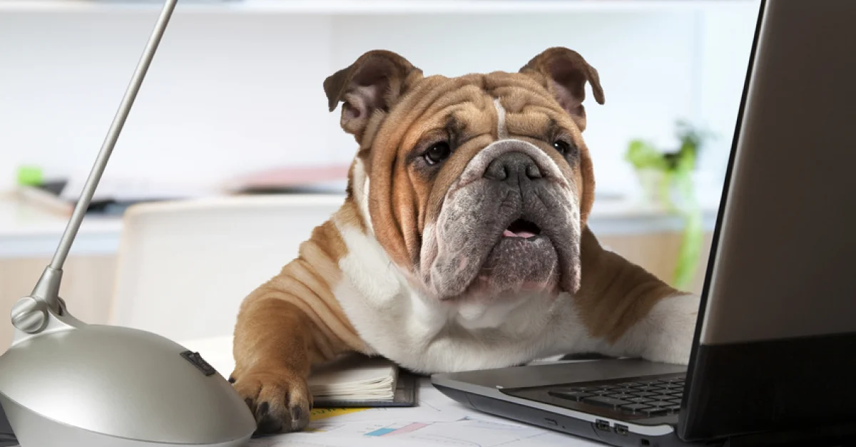 Amener son chien au travail : possibilités et précautions