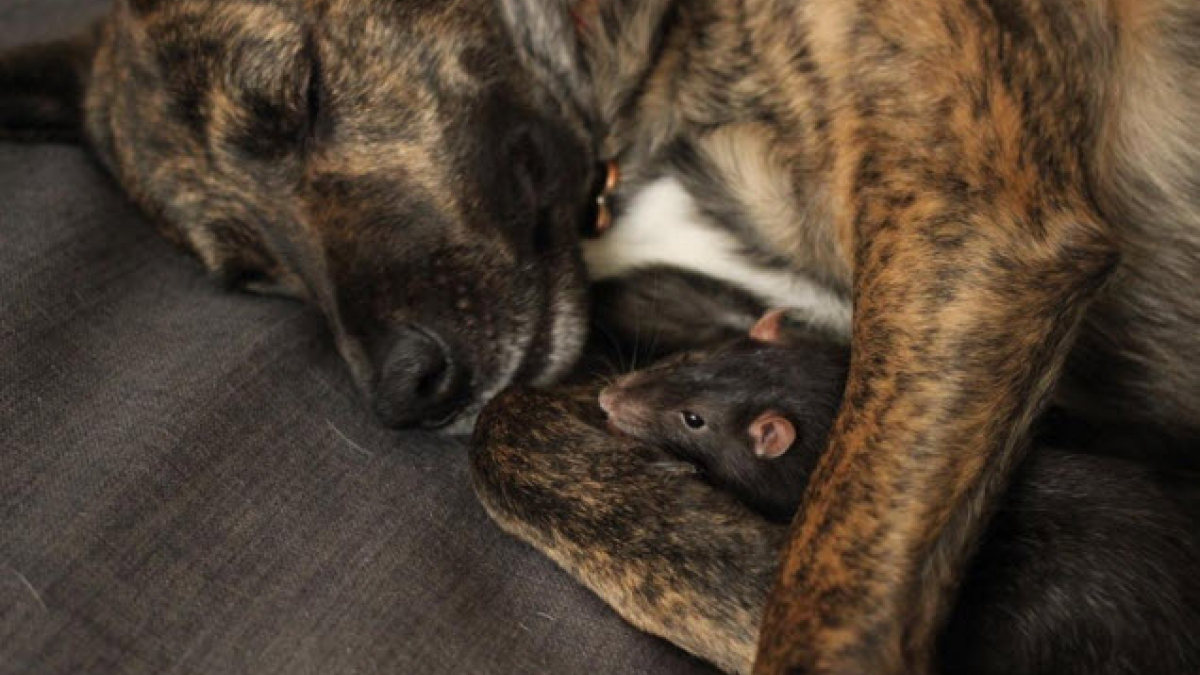 Illustration : "Les meilleurs amis de ce chien sont 2 rats et un chat"
