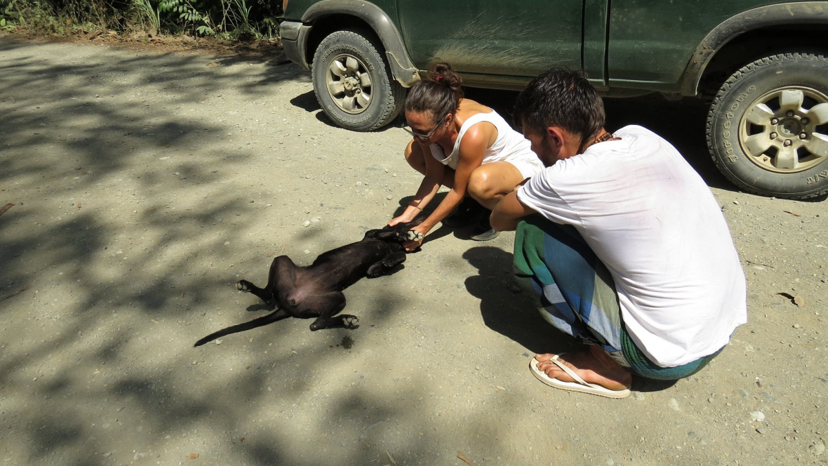 Illustration : "Sauvée de la rue, Gaia la chienne vit aujourd’hui chez une Française au Costa Rica"