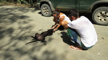 Illustration : Sauvée de la rue, Gaia la chienne vit aujourd’hui chez une Française au Costa Rica
