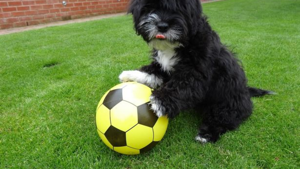 Illustration : "Ronaldog, ce chien fan de foot a la même conduite de balle que Ronaldo ! "