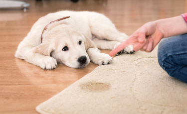 Illustration : "Les couches pour chien"