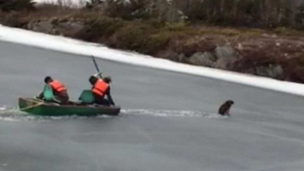 Illustration : "Canada : un chien pris au piège au milieu d’un étang gelé, secouru par un passant et son fils"