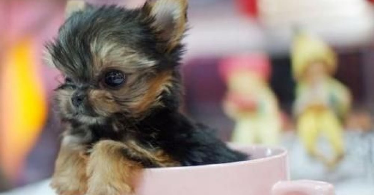 Top 20 Des Petits Chiens Trop Mignons Qui Tiennent Dans Le