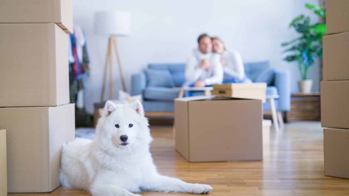 Illustration : "Préparer son chien au déménagement"