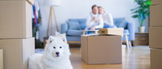 Illustration : "Préparer son chien au déménagement"