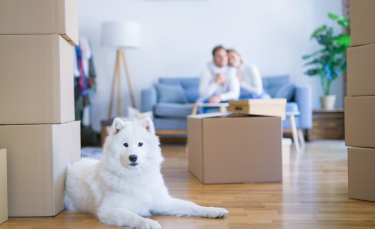 Illustration : "Préparer son chien au déménagement"
