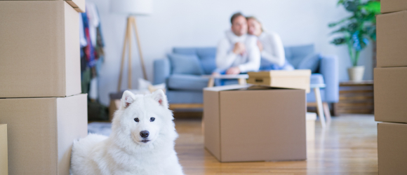 Illustration : "Préparer son chien au déménagement"