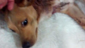 Illustration : Réunion : une association porte plainte après la découverte d’un chien avec plusieurs coups de couteau