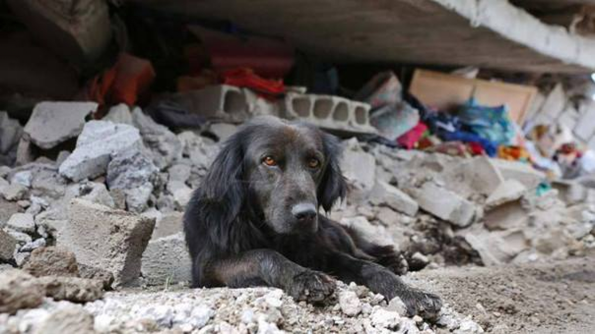 Illustration : "Séisme en Equateur : la photo d'un chien ne souhaitant pas quitter les ruines de sa maison fait le tour du web !"
