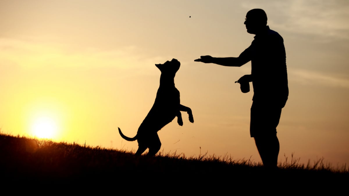 Illustration : "Faire face au décès de son chien"