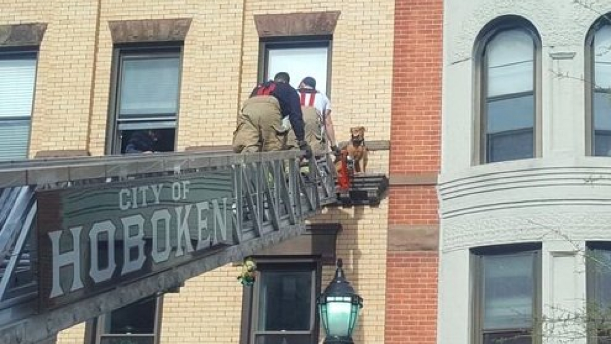 Illustration : "New Jersey : un chien pris au piège sur le rebord d’un immeuble, secouru par les pompiers"