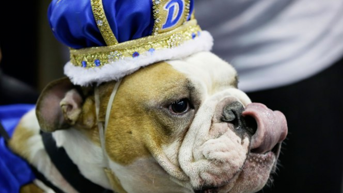 Illustration : "Un Bulldog Anglais, ancien pensionnaire de refuge, remporte un concours de beauté canin"