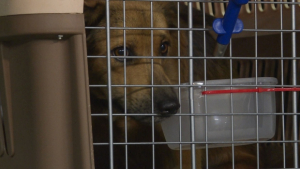 Illustration : Des chiens sauvés d’un abattoir thaïlandais arrivent au Canada !