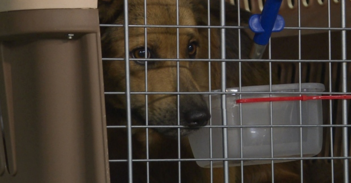 Des chiens sauvés d’un abattoir thaïlandais arrivent au