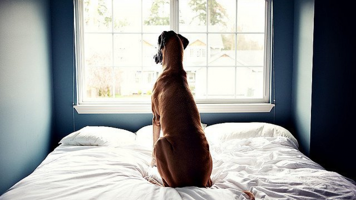 Illustration : "29 photos poignantes de chiens qui attendent impatiemment le retour de leurs maîtres"