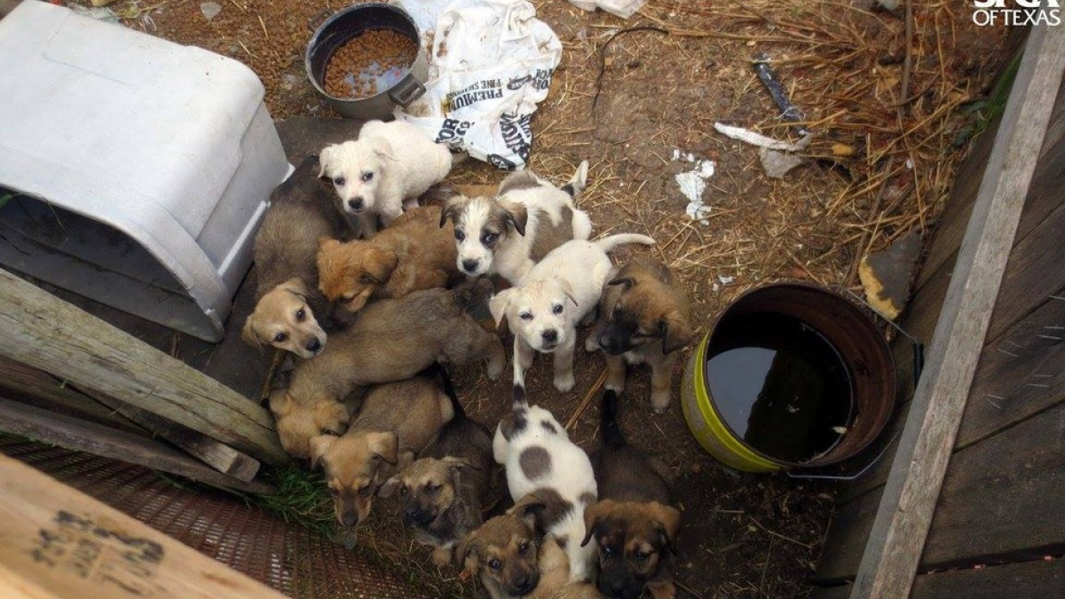 Illustration : "(Photos) : 21 chiens, dont 15 chiots, sortis de l’enfer grâce à la SPCA du Texas"