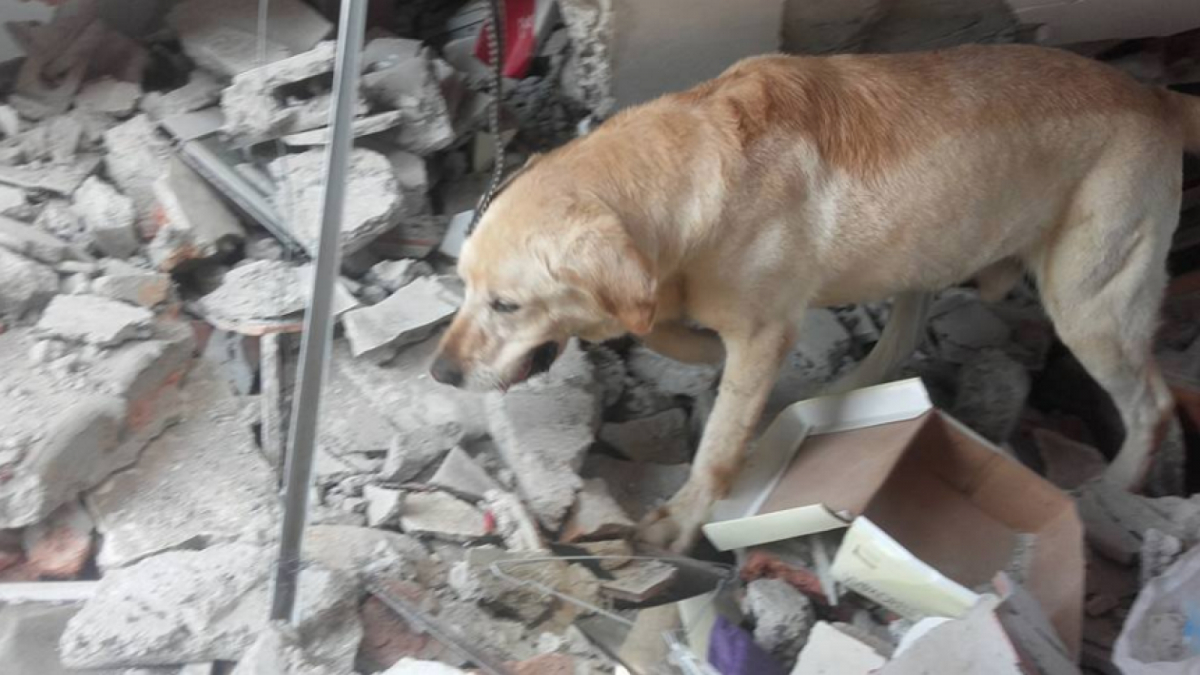 Illustration : "Séisme en Equateur : Dayko, un Labrador sauveteur est mort d'épuisement après avoir sauvé 7 personnes !"