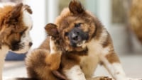 Illustration : Débarrasser son chien des parasites externes (tiques, poux, acariens)
