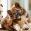 Illustration : D&eacute;barrasser son chien des parasites externes (tiques, poux, acariens)