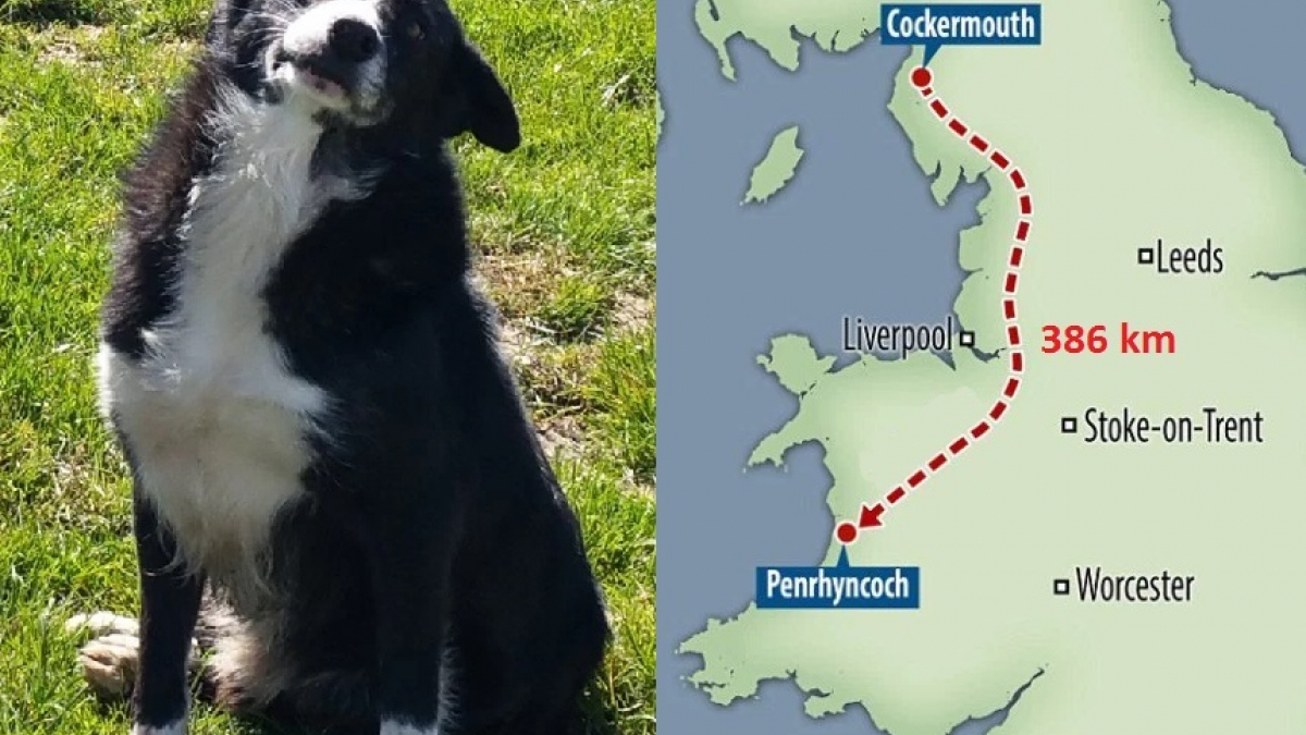Illustration : "Pays de Galles : un chien de berger effectue un périple de 400 km pour rentrer à la maison !"