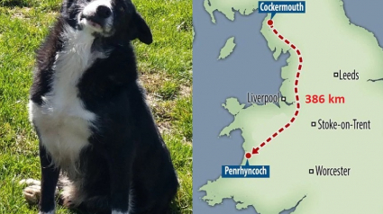 Illustration : Pays de Galles : un chien de berger effectue un périple de 400 km pour rentrer à la maison !
