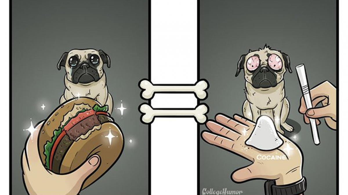 Illustration : "Un illustrateur imagine avec humour, le fond de la pensée des chiens en 7 dessins ! "