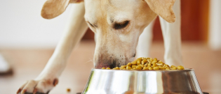 Illustration : "Quelles croquettes choisir pour son chien ?"