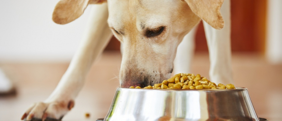 Illustration : "Quelles croquettes choisir pour son chien ?"