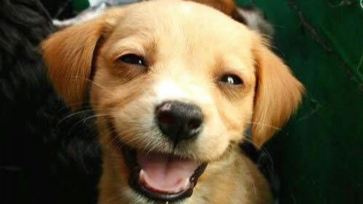 Illustration : "27 chiens qui donnent l’impression de sourire et vous donnent envie d’en faire autant"