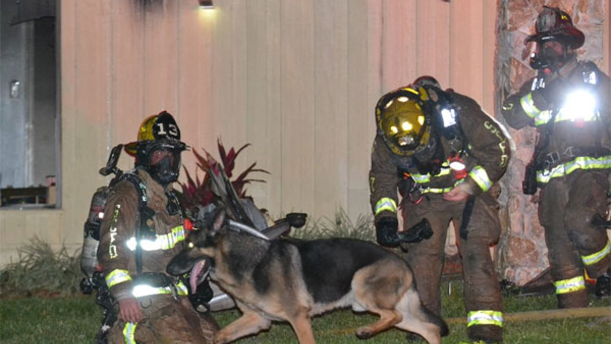 Illustration : "Un chien sauve la vie de deux enfants piégés dans un incendie"