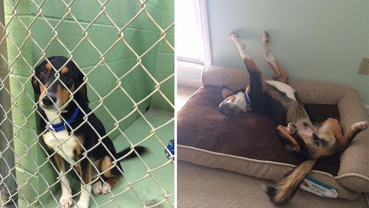 Illustration : "22 chiens de refuges qui ont rejoint leurs nouvelles familles : découvrez leurs photos avant et après l’adoption !"