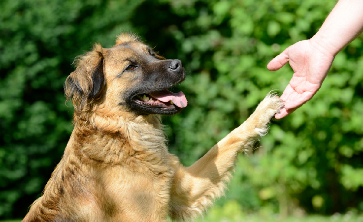 Illustration : "Apprendre à son chien à donner la patte"