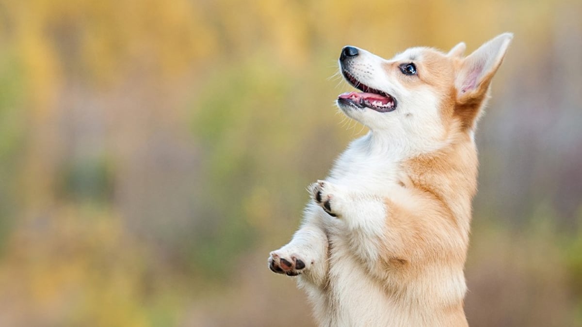 Illustration : "Apprendre à son chien à faire le beau"