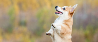 Illustration : "Apprendre à son chien à faire le beau"