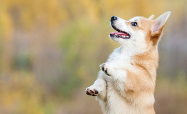 Illustration : "Apprendre à son chien à faire le beau"