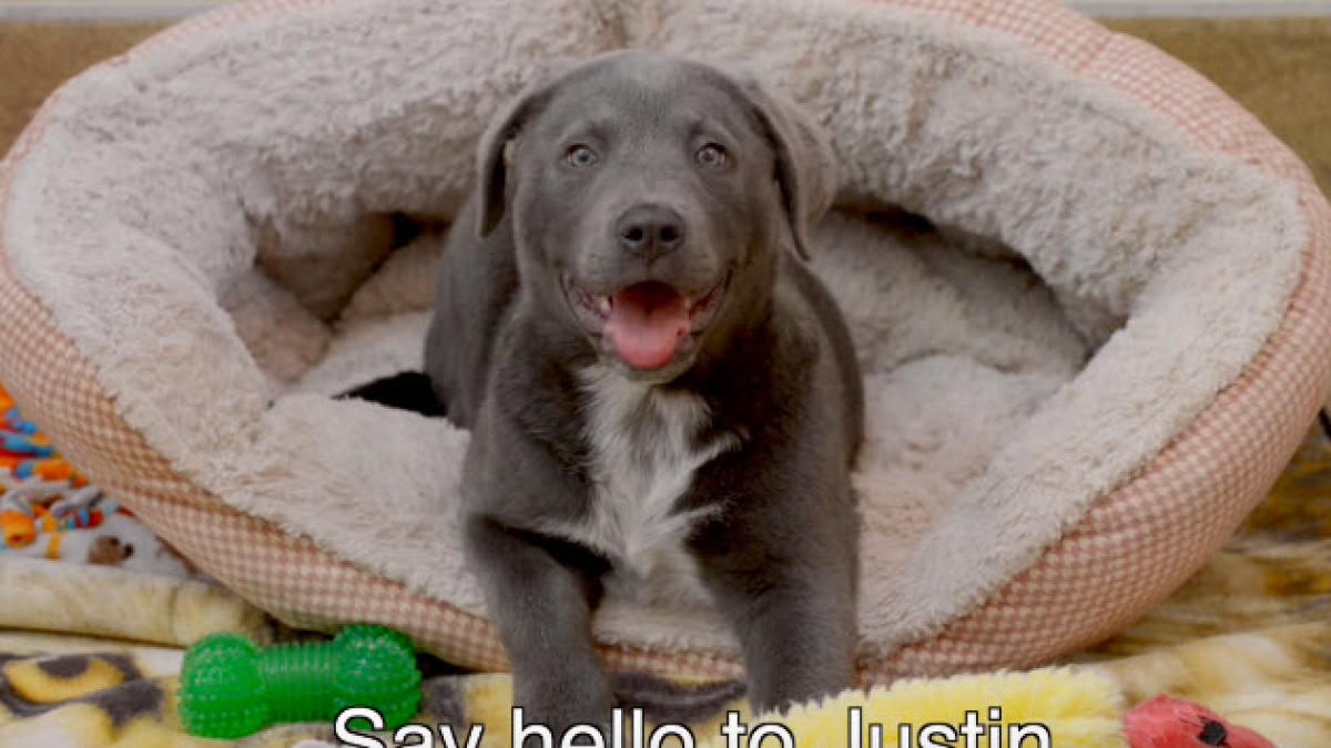 Illustration : "Un chiot né sans pattes arrière marche de nouveau grâce à des bottes spécialement conçues pour lui !"