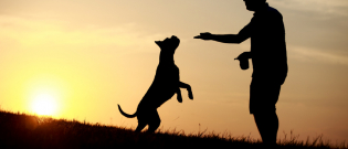Illustration : "Empêcher son chien de sauter sur les gens"