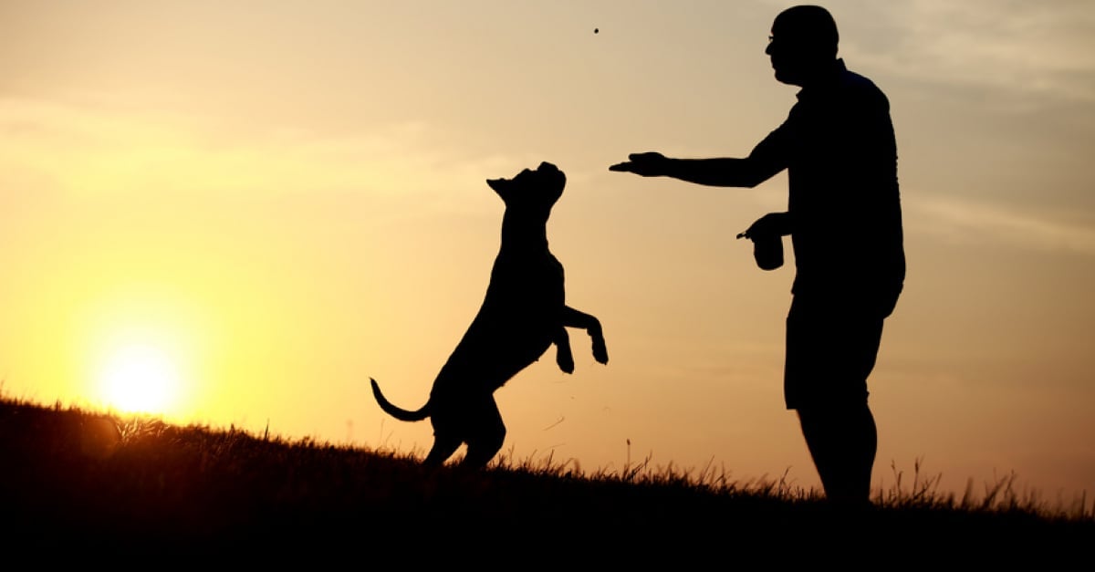 Quelle méthode pour empêcher son chien de sauter sur les gens ?