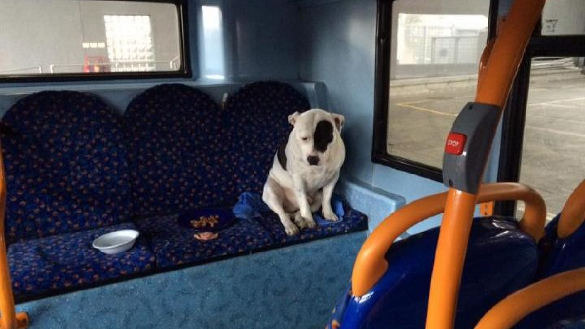 Illustration : "Un chien abandonné dans un bus de Londres y passe toute une nuit"