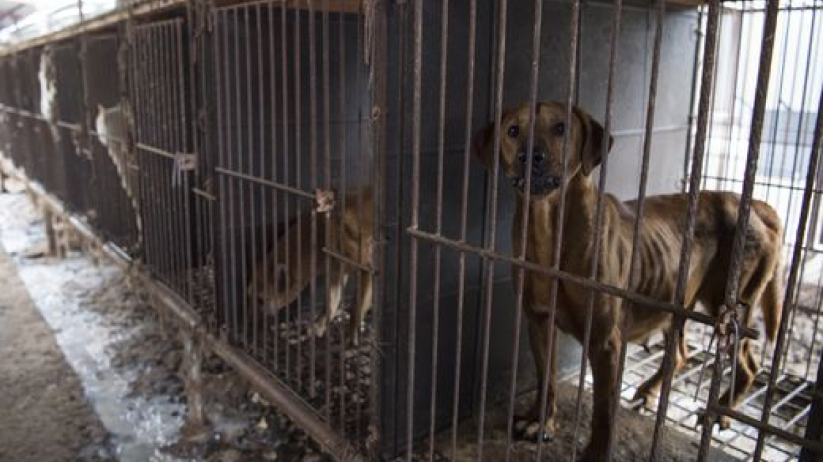 Illustration : "171 chiens sauvés d'un abattoir sud-coréen et emmenés aux Etats-Unis !"