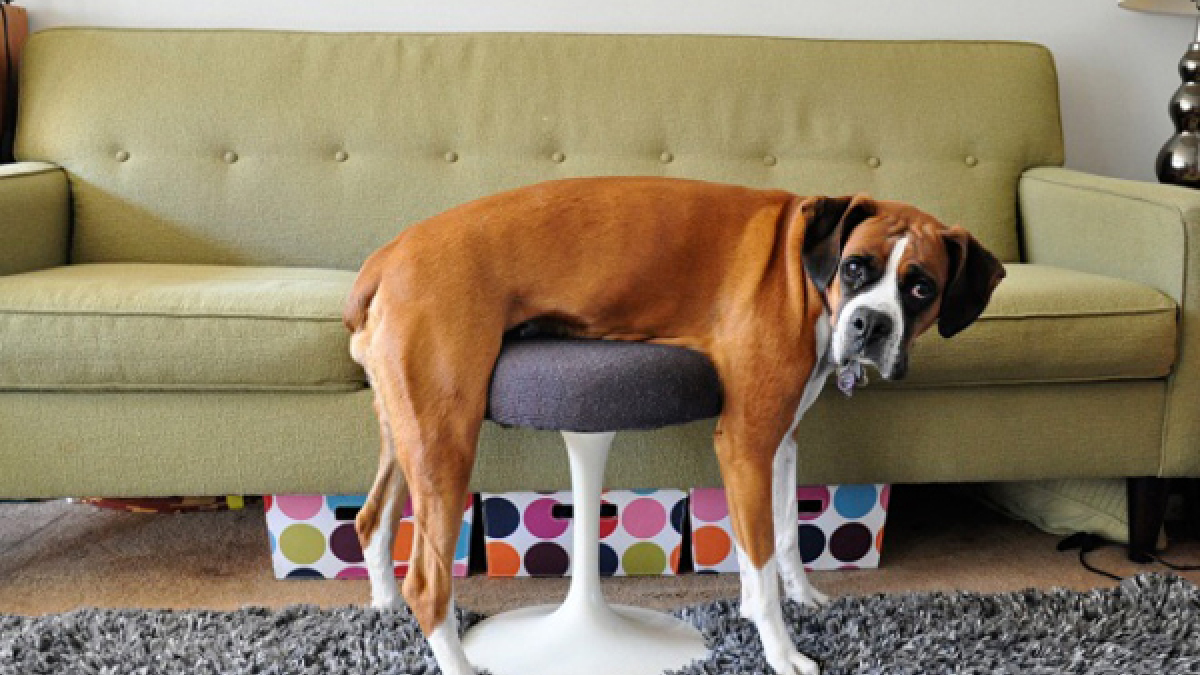 Illustration : "15 chiens qui galèrent avec nos meubles"