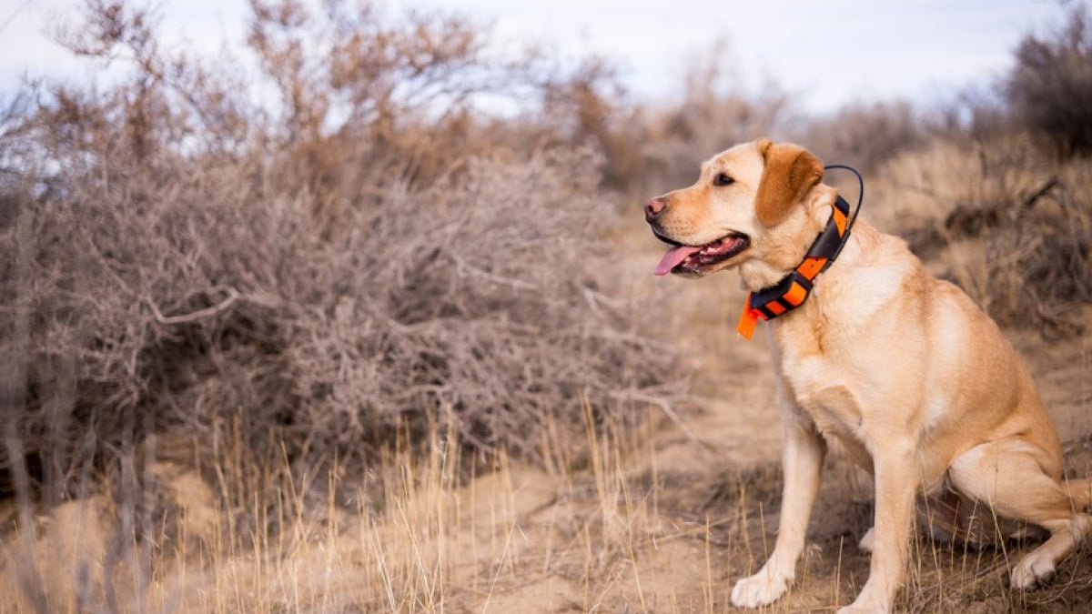 Illustration : "Le collier GPS pour chien"