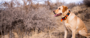 Illustration : "Le collier GPS pour chien"